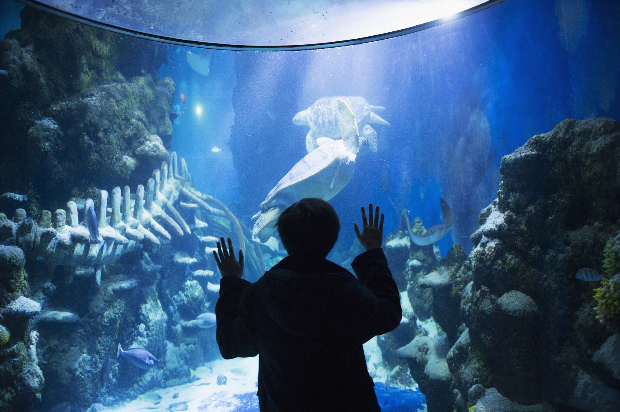 Boy admiring sea life in aquarium