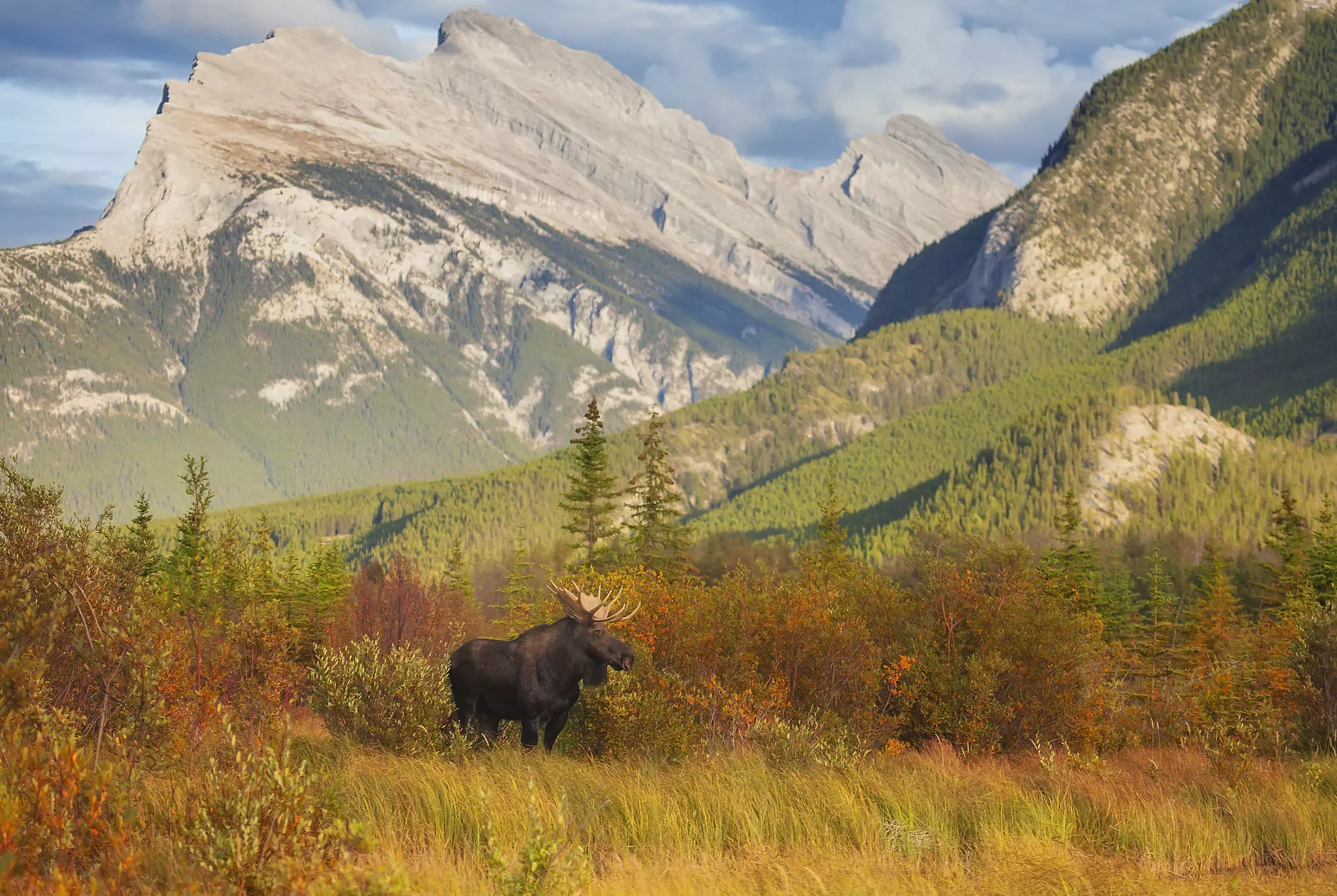 A large moose with antlers stands among orange-tinged grasses with evergreens and rocky mountains in the distance on a sunny day.