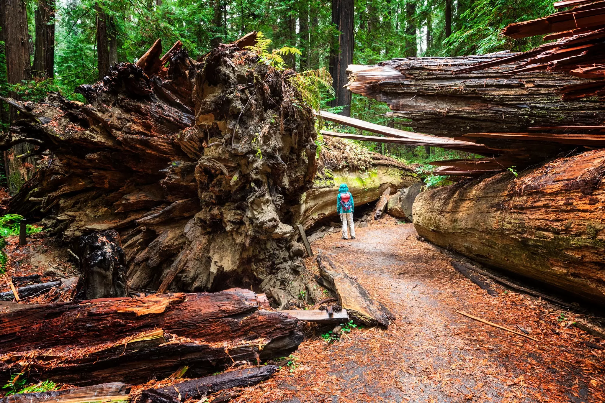 A visit to Humboldt County, California, is like exploring a prehistoric landscape. Lucentius / Getty Images