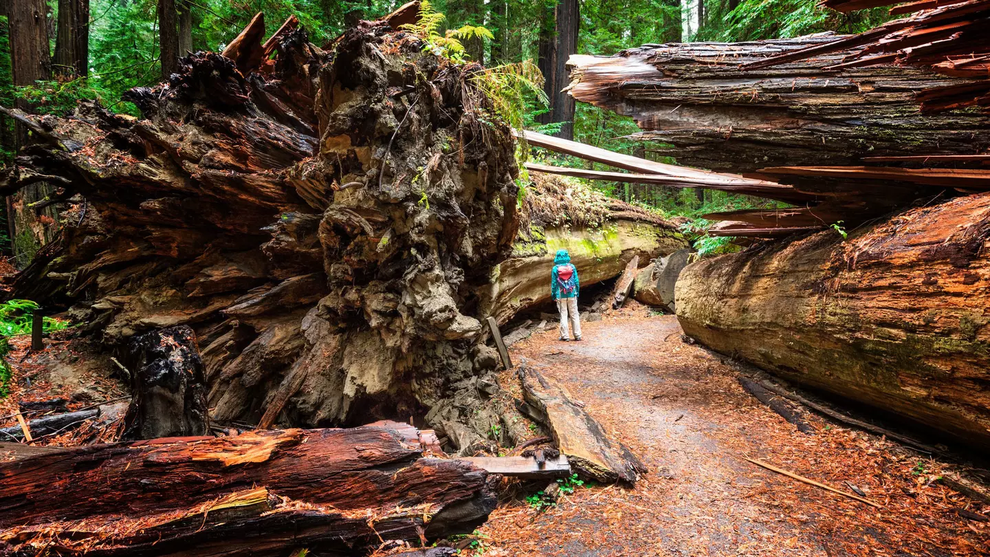 A visit to Humboldt County, California, is like exploring a prehistoric landscape. Lucentius / Getty Images
