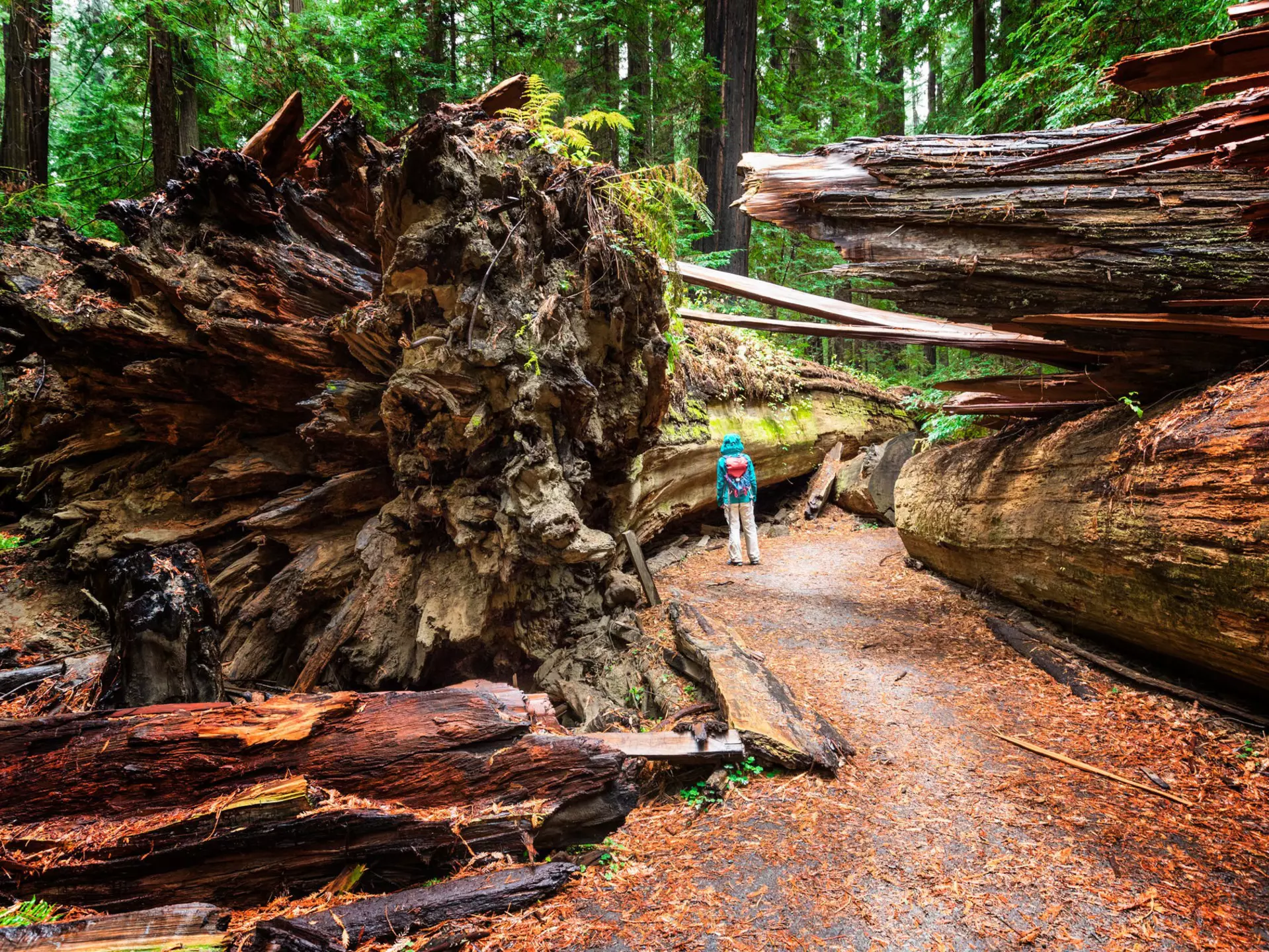 A visit to Humboldt County, California, is like exploring a prehistoric landscape. Lucentius / Getty Images