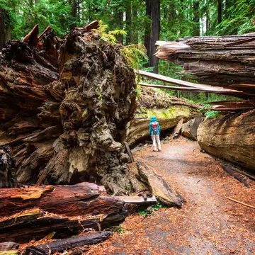 A visit to Humboldt County, California, is like exploring a prehistoric landscape. Lucentius / Getty Images
