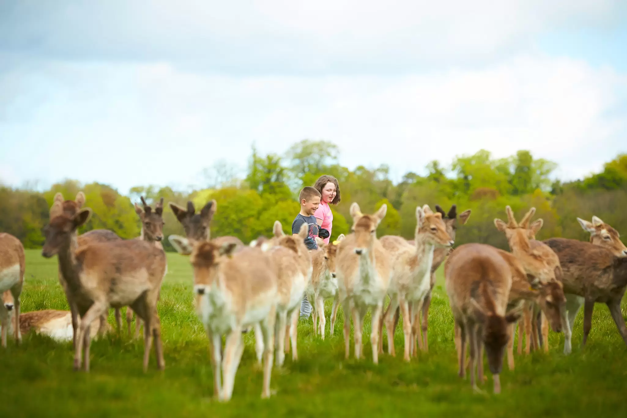 A boy and a girl walk among a group of wild deer in a park.