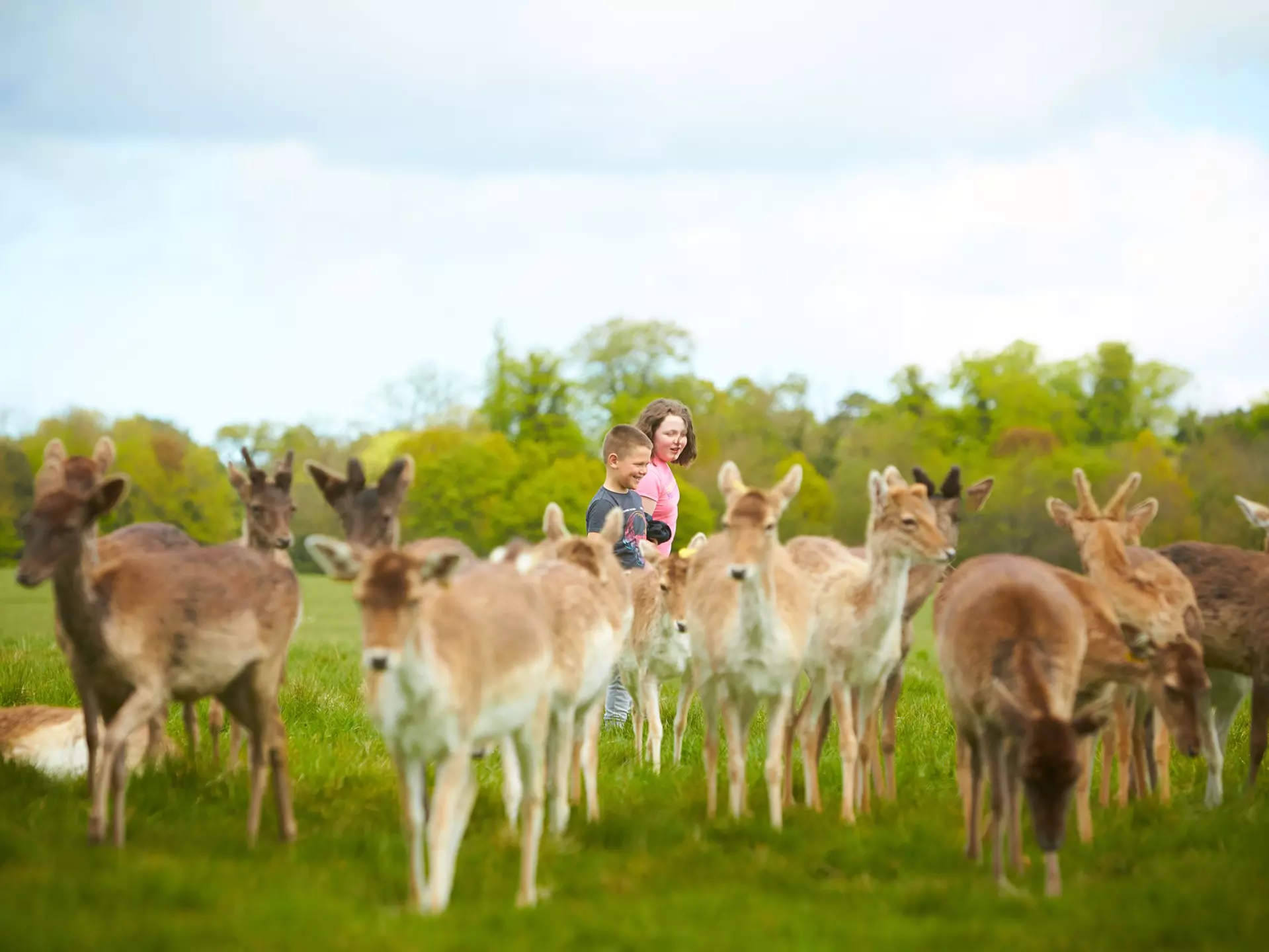 A boy and a girl walk among a group of wild deer in a park.