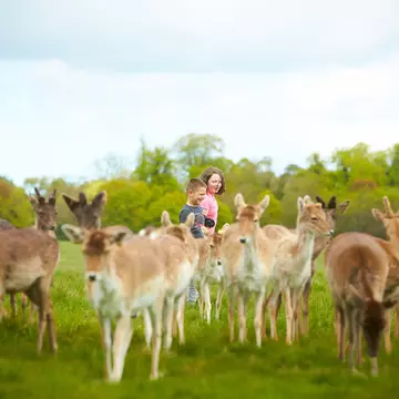 A boy and a girl walk among a group of wild deer in a park.