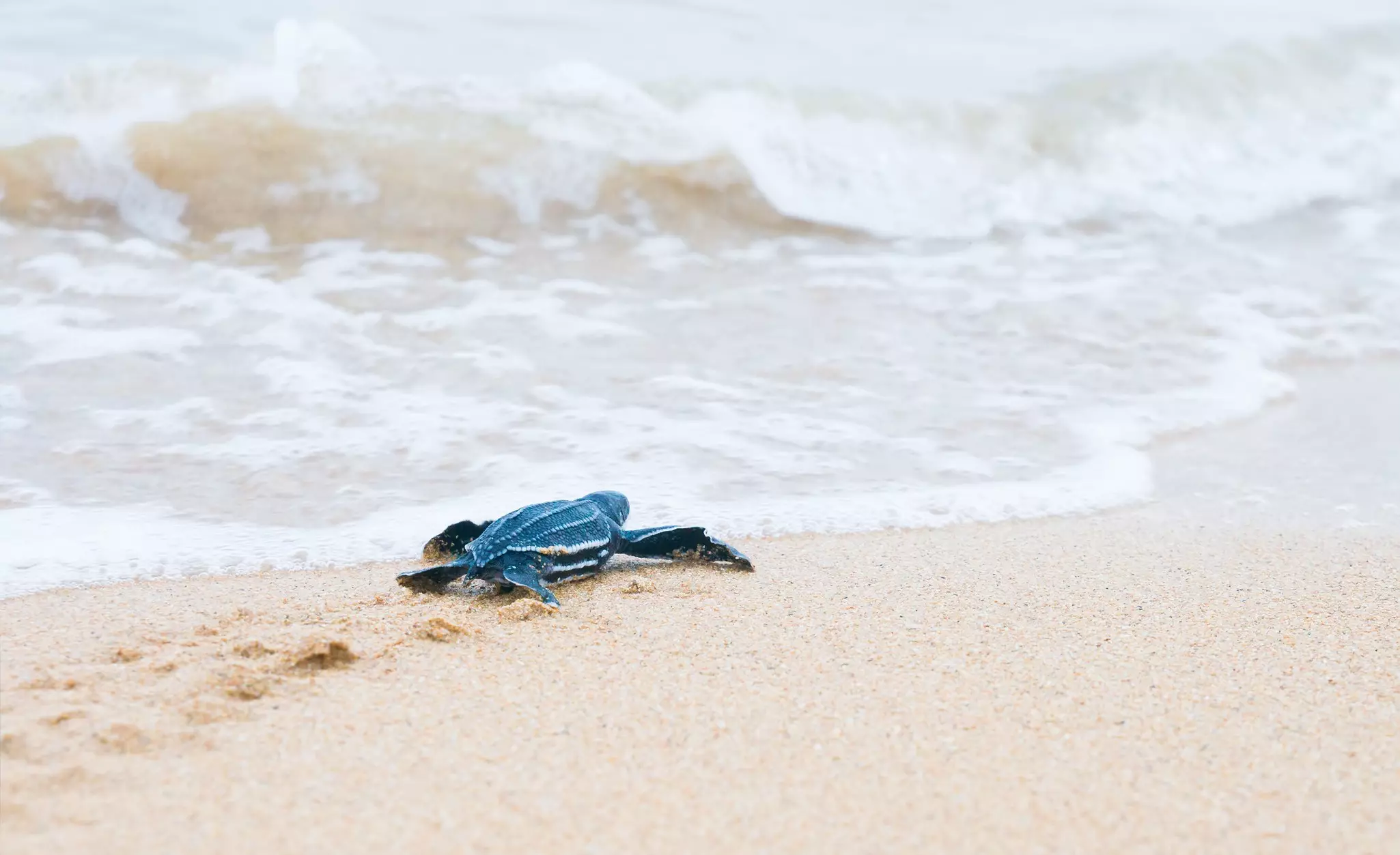 Newly hatched baby turtles crawl to the surf near Puerto Vallarta.
