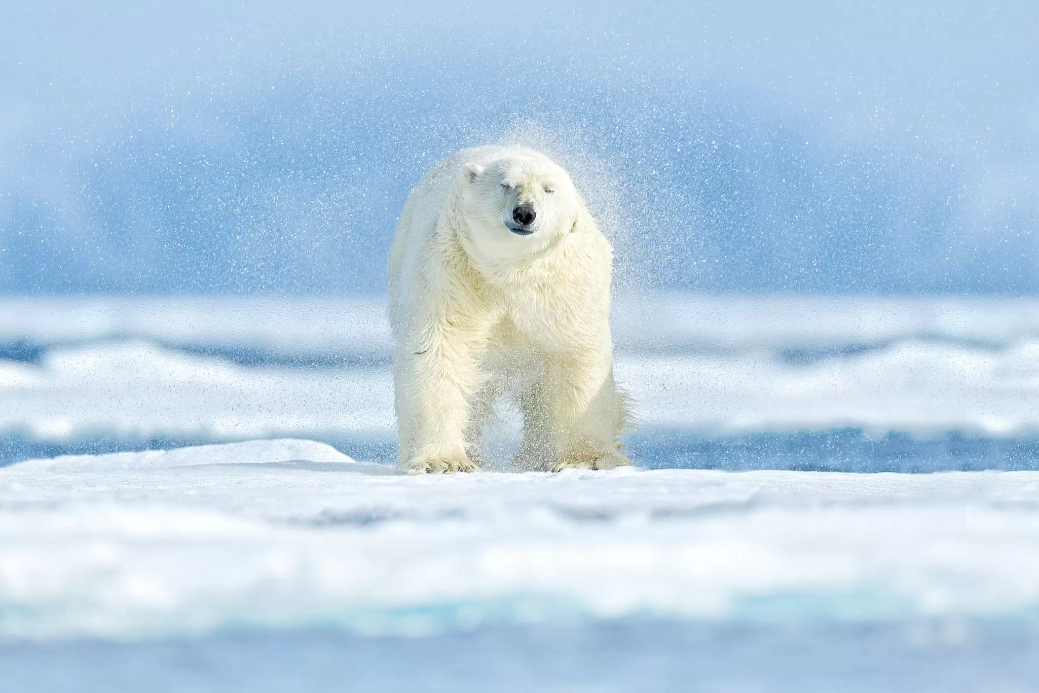 A polar bear sleeping on the ground