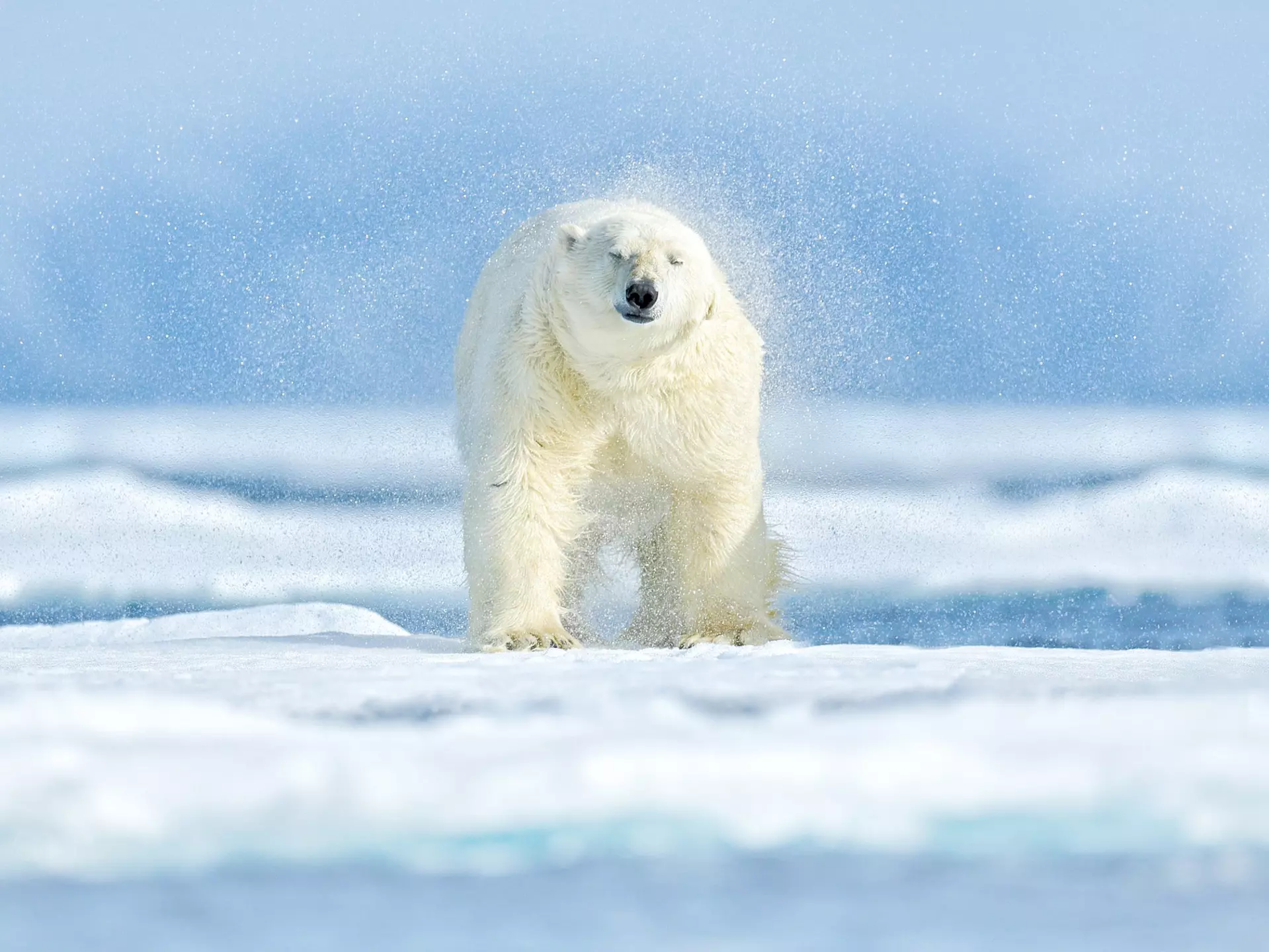 A polar bear sleeping on the ground