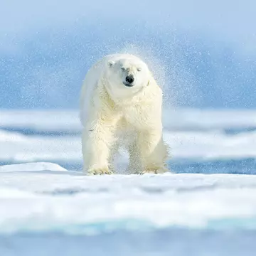 A polar bear sleeping on the ground