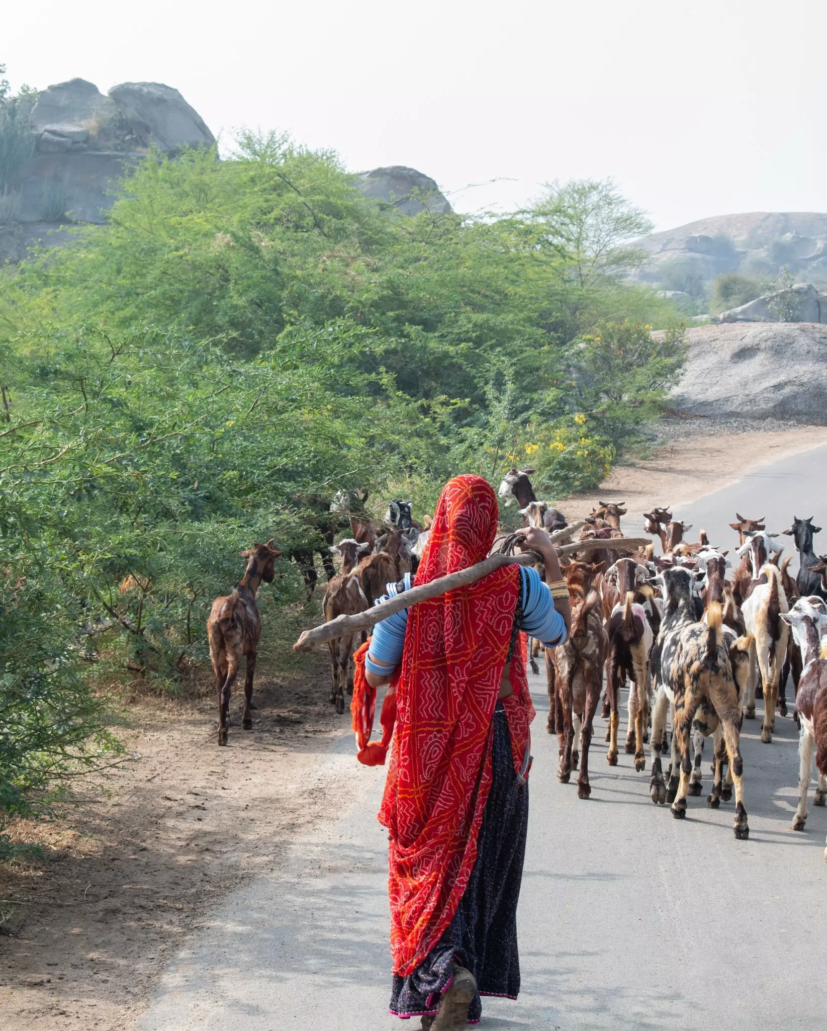 A herder, wearing a long red head covering that comes down to her feet and carrying a long stick, follows goats along a road.