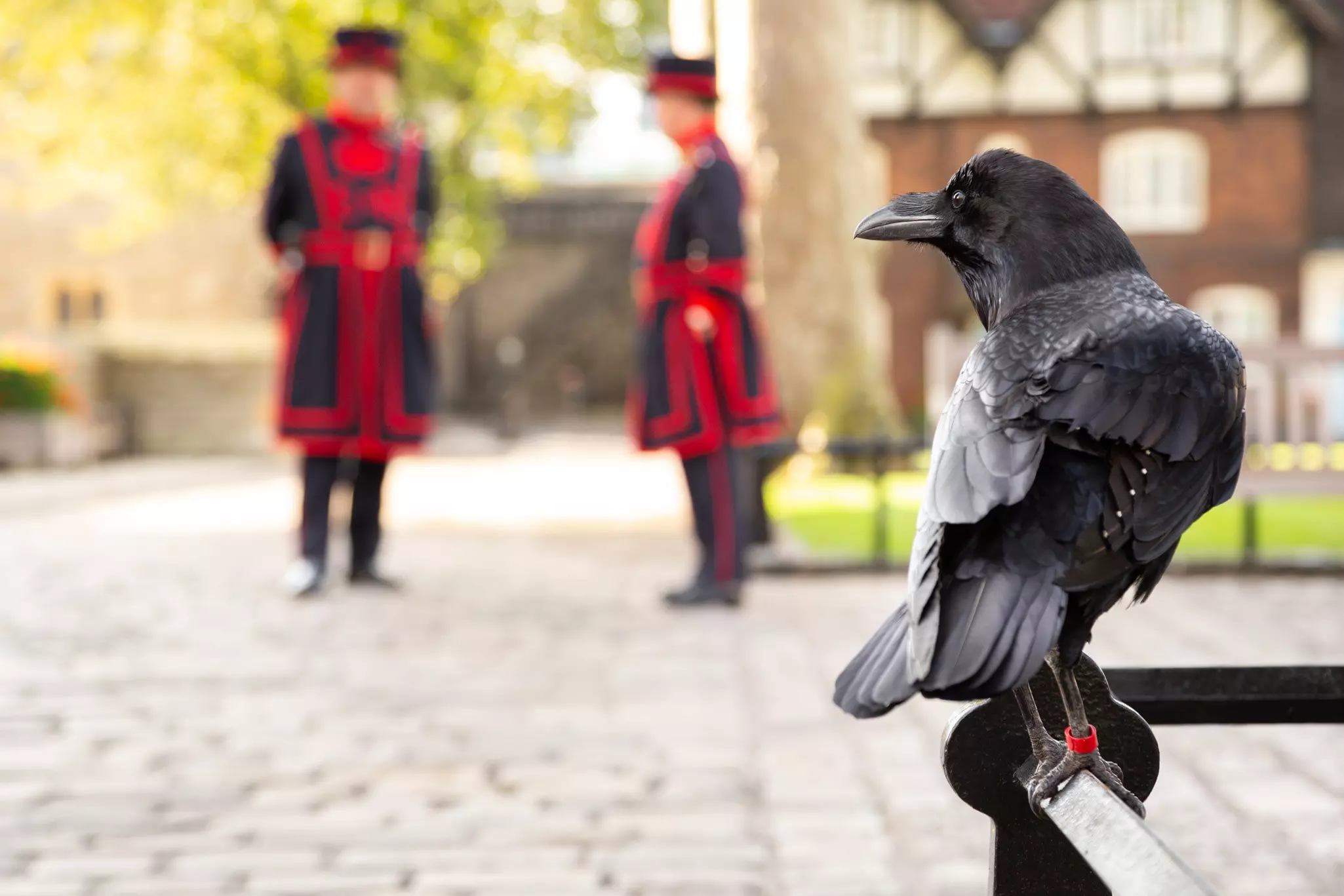 Raven perched on a railing at the Tower of London, with two Yeomen Warders in the background, London, England.