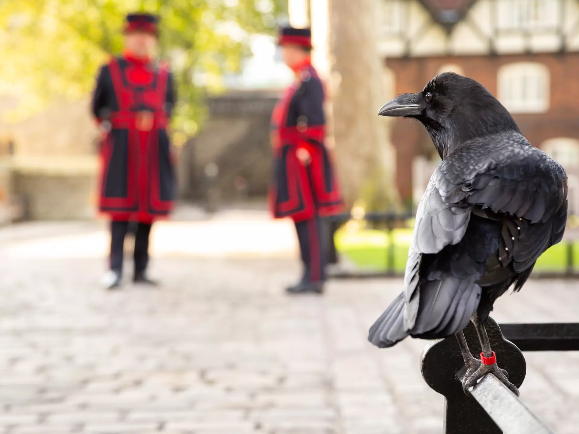 A black bird with a red leg tag perched on a railing; in the blurred background are two figures wearing navy blue and red uniforms.