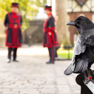 A black bird with a red leg tag perched on a railing; in the blurred background are two figures wearing navy blue and red uniforms.