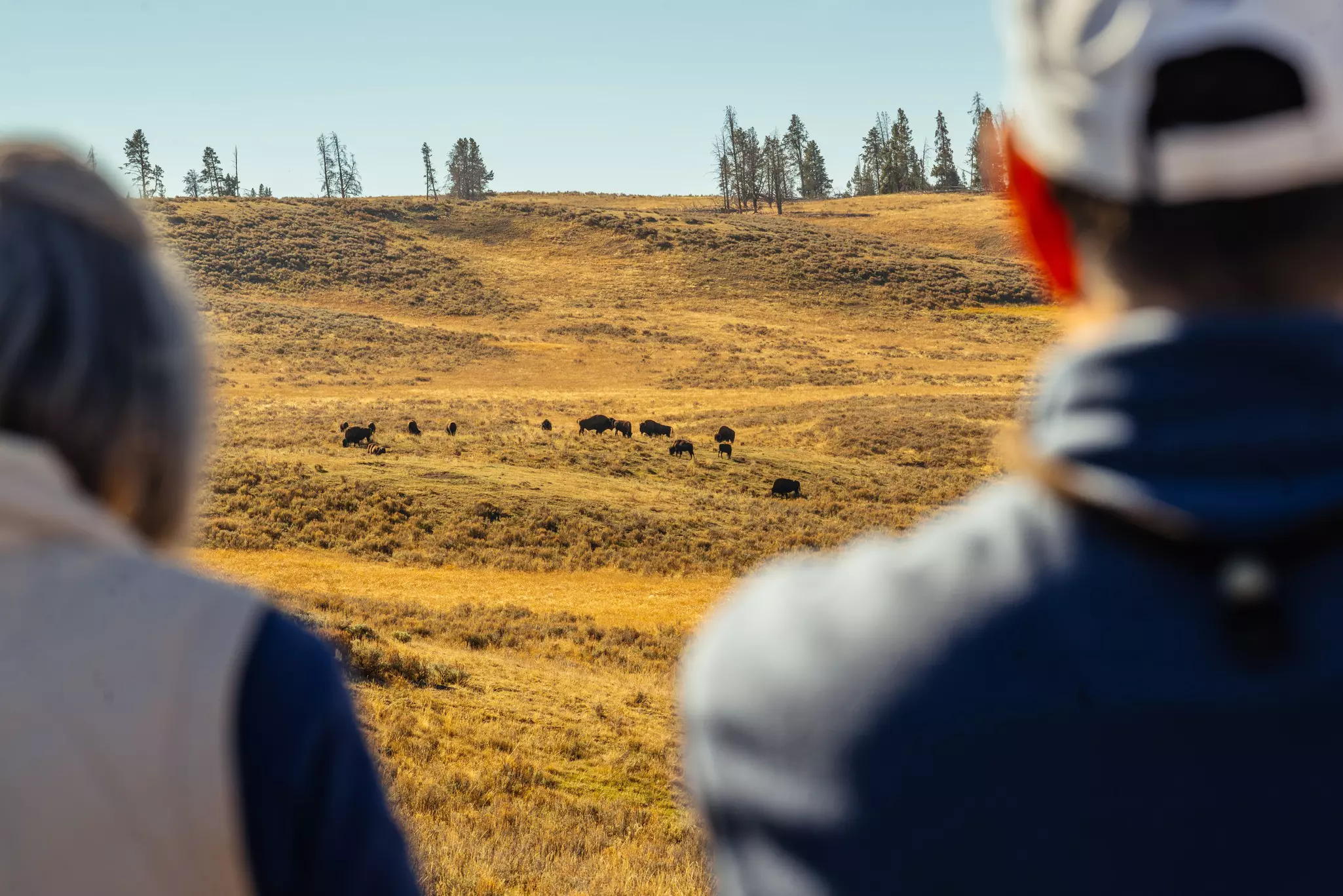 Herd of bison in Yellowstone National Park. September 2025.