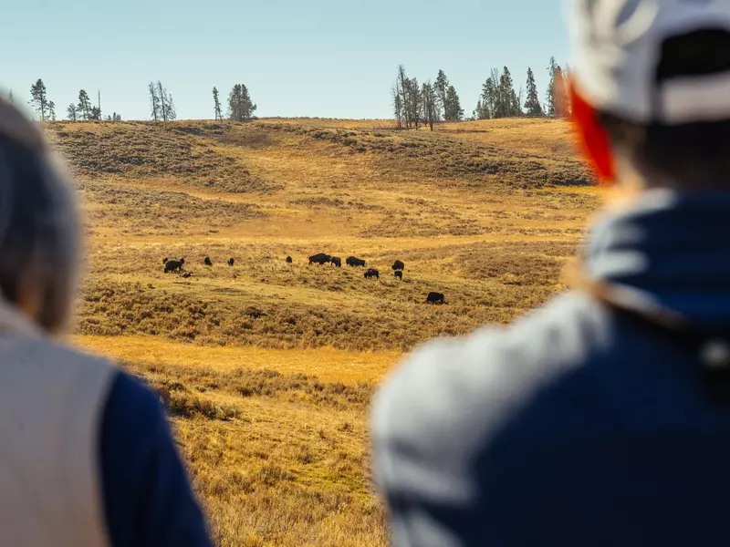 Herd of bison in Yellowstone National Park. September 2025.