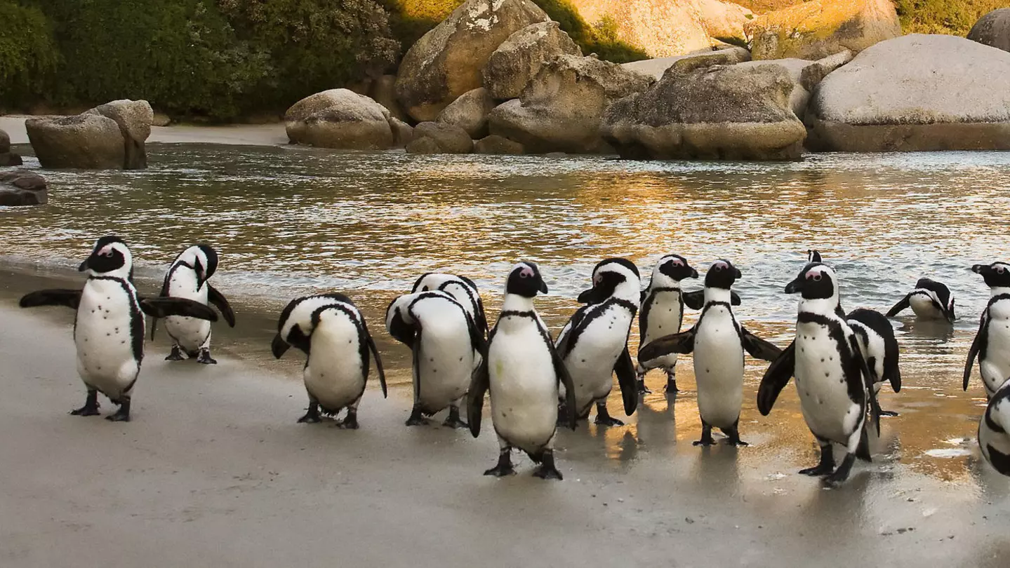 Boulder's Beach colony numbers 3000 and is the ideal place to see the African penguin. Andrea Willmore / Shutterstock
