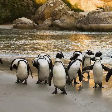 Boulder's Beach colony numbers 3000 and is the ideal place to see the African penguin. Andrea Willmore / Shutterstock
