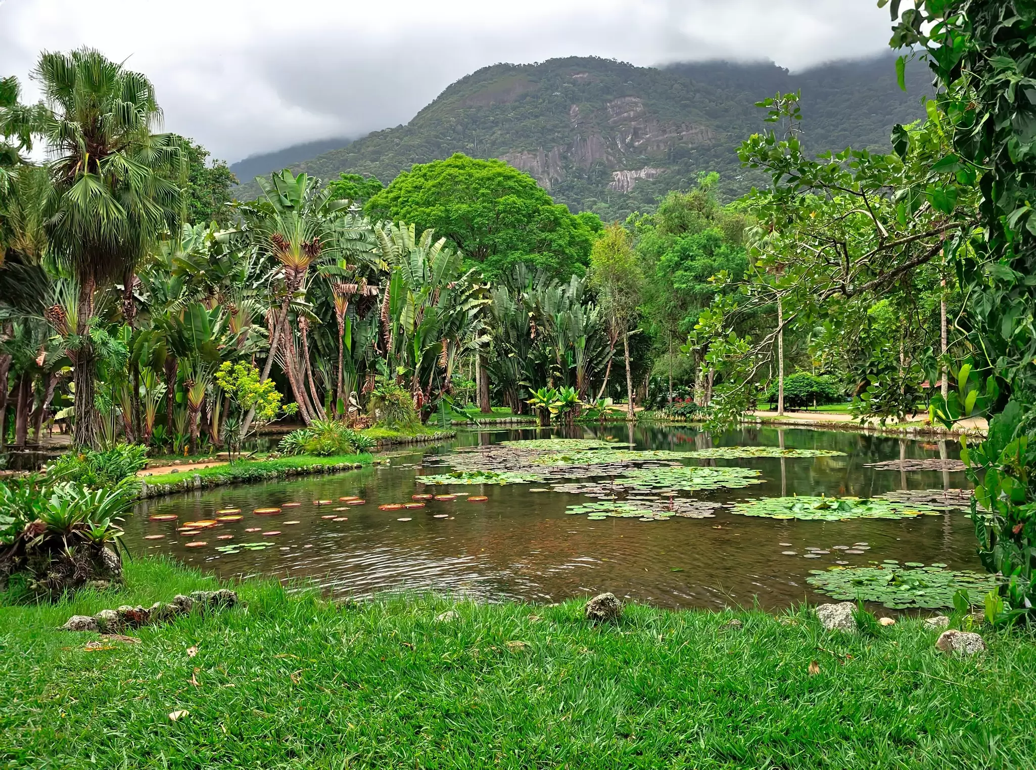 View of the rainforest at the Jardim Botânico in Rio de Janeiro, Brazil.