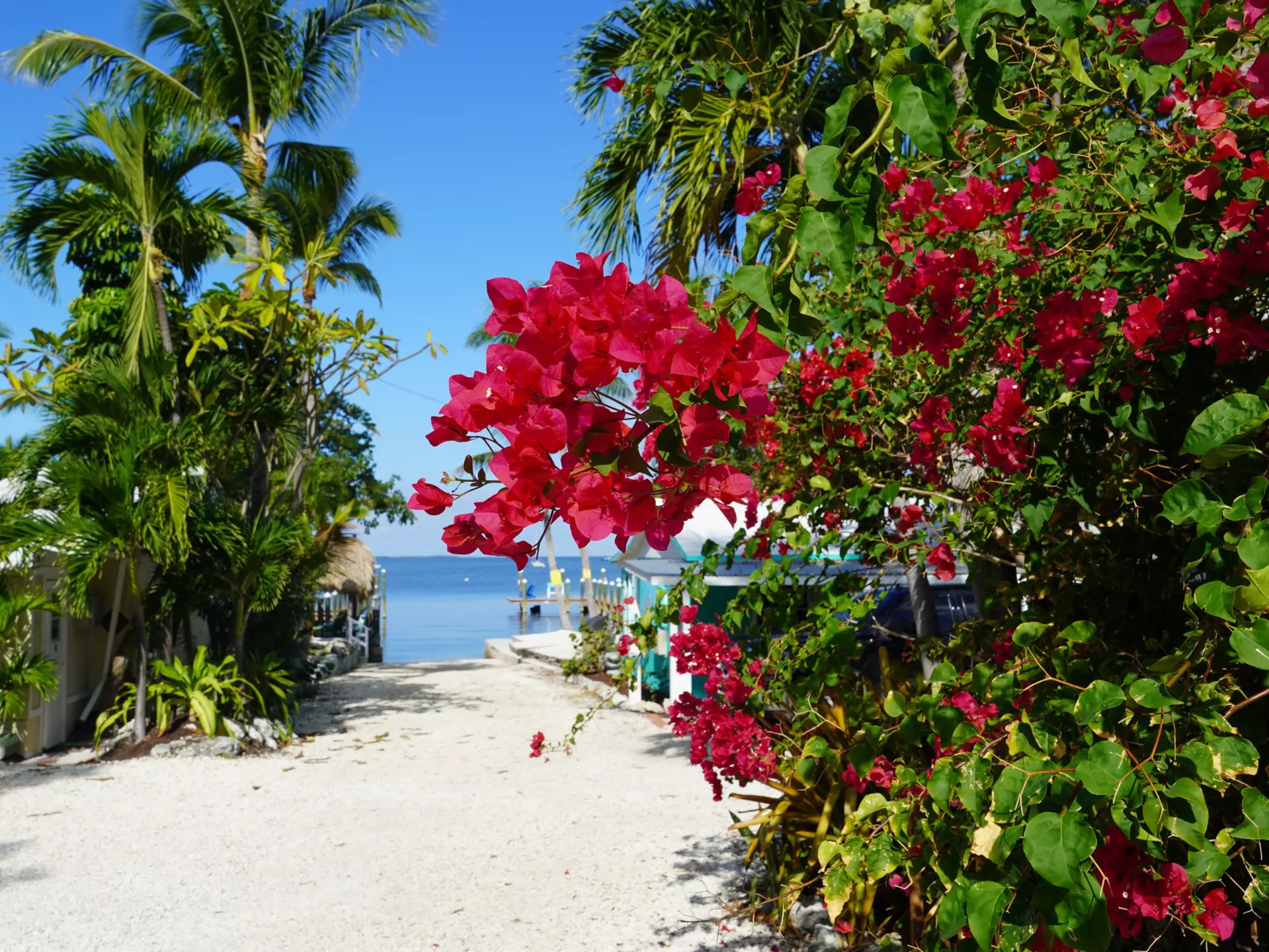 Bougainvillea and beachfront cottages in Key Largo. baileyc1/Shutterstock