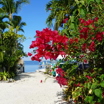 Bougainvillea and beachfront cottages in Key Largo. baileyc1/Shutterstock