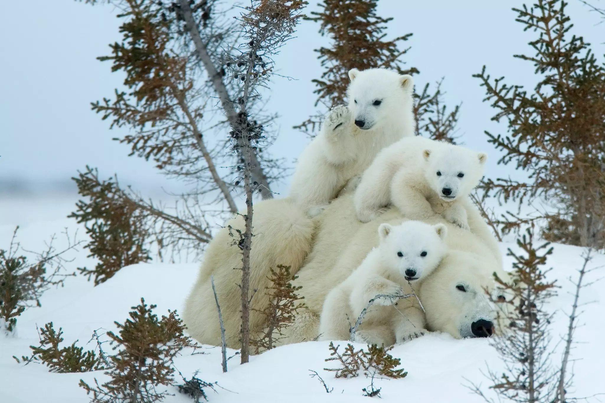 Polar bear (Ursus Maritimus).