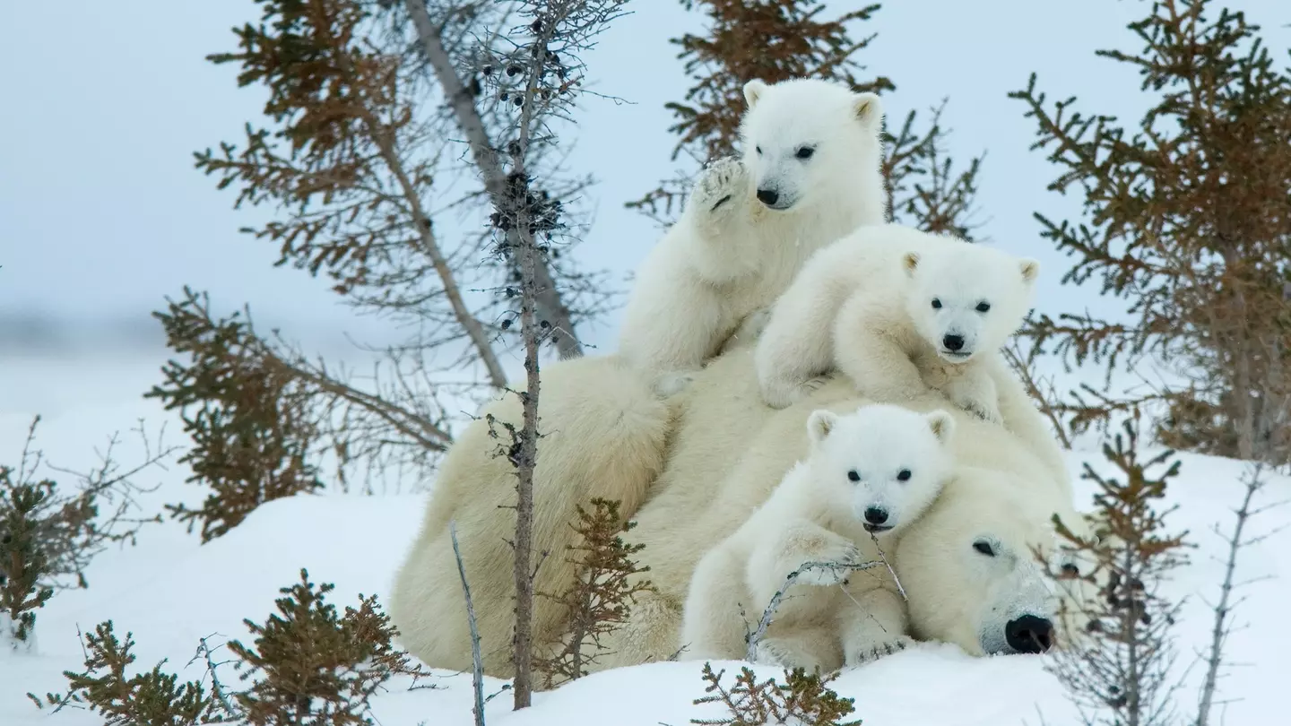 Polar bear (Ursus maritimus) mother with triplets, Wapusk National Park, Churchill, Hudson Bay, Manitoba, Canada, North America, License Type: media, Download Time: 2025-12-05T00:11:47.000Z, User: catalinaaragon, Editorial: false, purchase_order: 56530 - Guidebooks, job: Global Publishing WIP, client: Canada 17, other: Lonely Planet