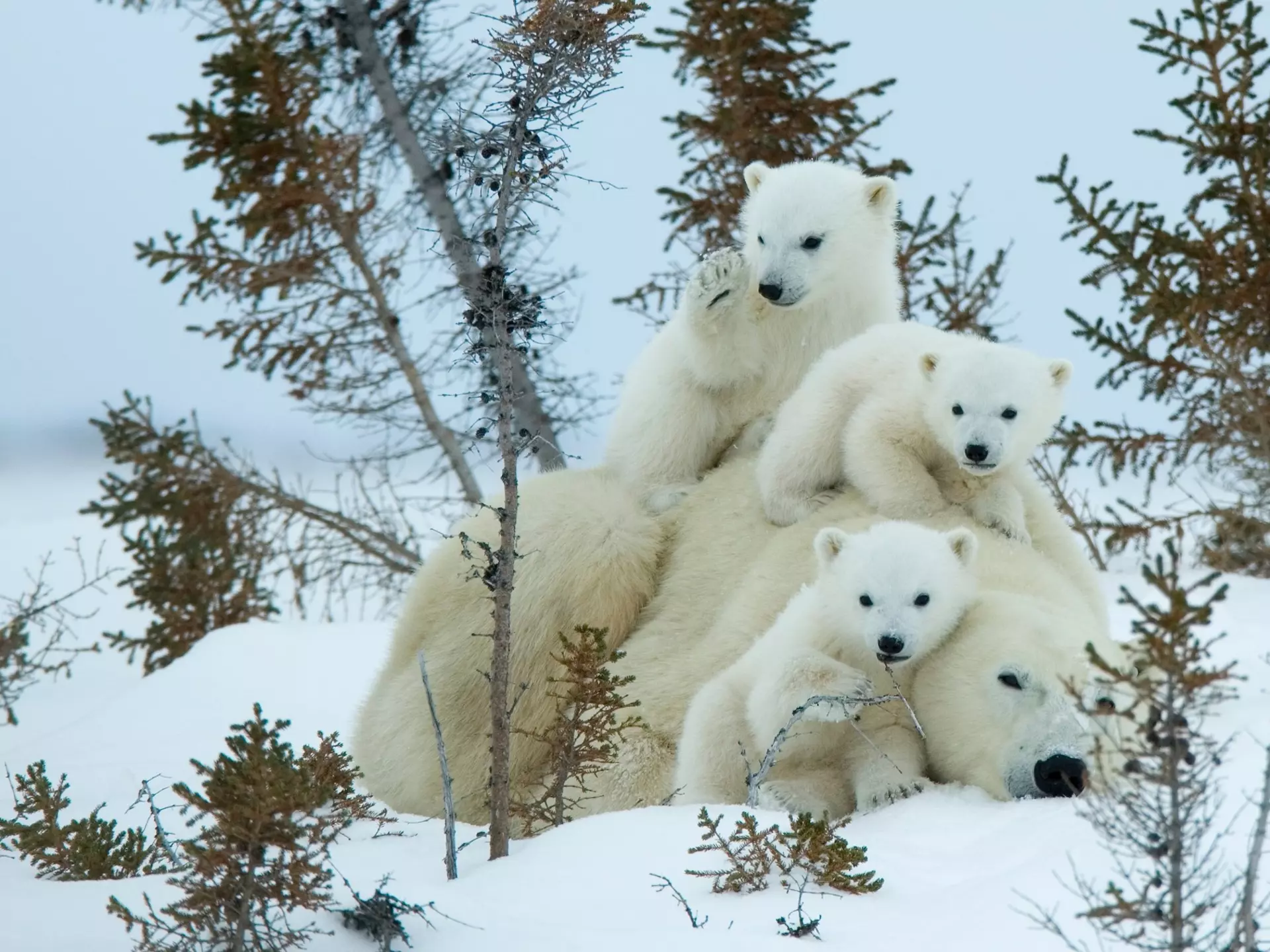 Polar bear (Ursus maritimus) mother with triplets, Wapusk National Park, Churchill, Hudson Bay, Manitoba, Canada, North America, License Type: media, Download Time: 2025-12-05T00:11:47.000Z, User: catalinaaragon, Editorial: false, purchase_order: 56530 - Guidebooks, job: Global Publishing WIP, client: Canada 17, other: Lonely Planet