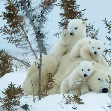 Polar bear (Ursus maritimus) mother with triplets, Wapusk National Park, Churchill, Hudson Bay, Manitoba, Canada, North America, License Type: media, Download Time: 2025-12-05T00:11:47.000Z, User: catalinaaragon, Editorial: false, purchase_order: 56530 - Guidebooks, job: Global Publishing WIP, client: Canada 17, other: Lonely Planet