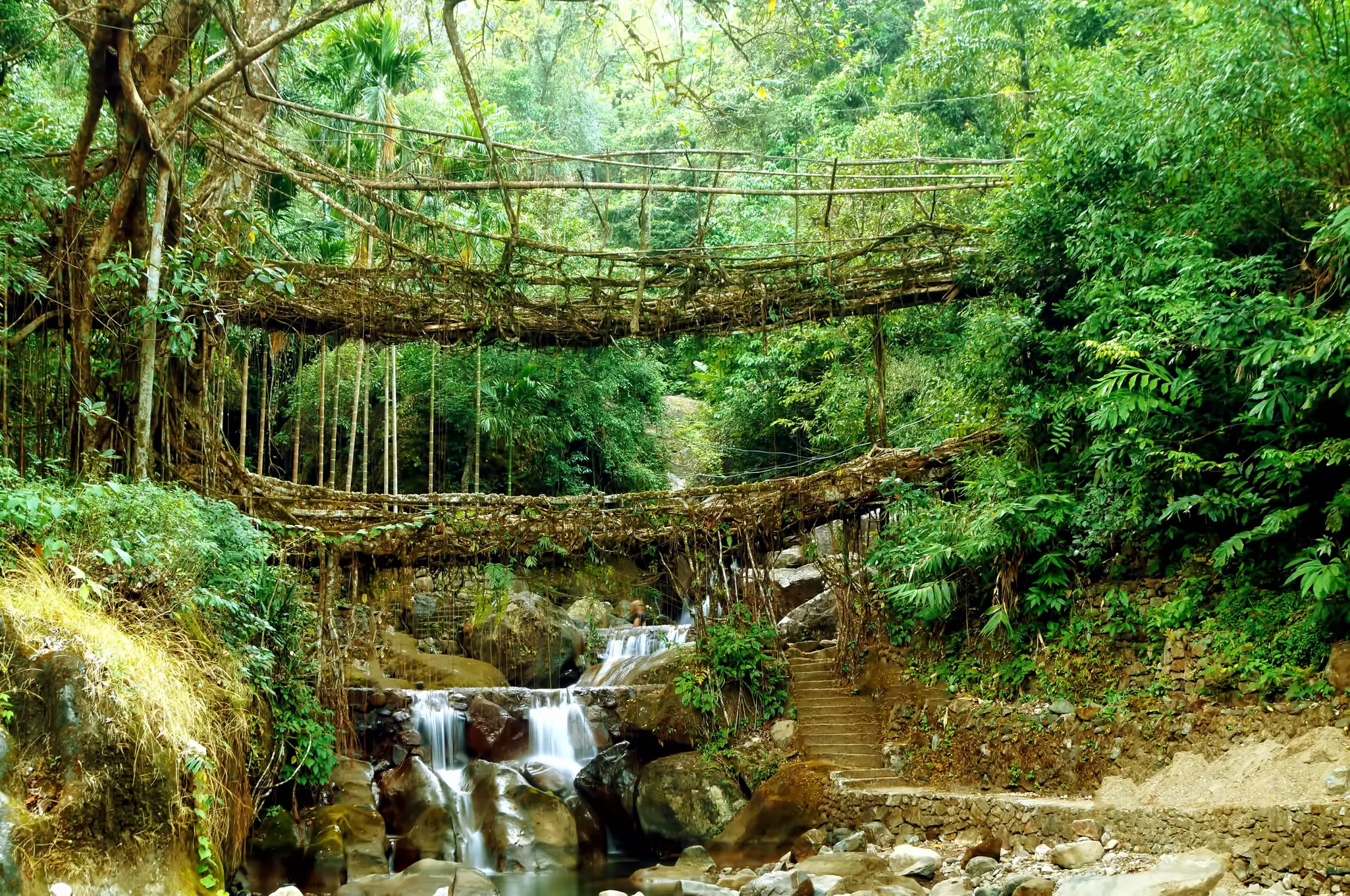 A series of tree roots woven together to create a double-decker bridge over a river.