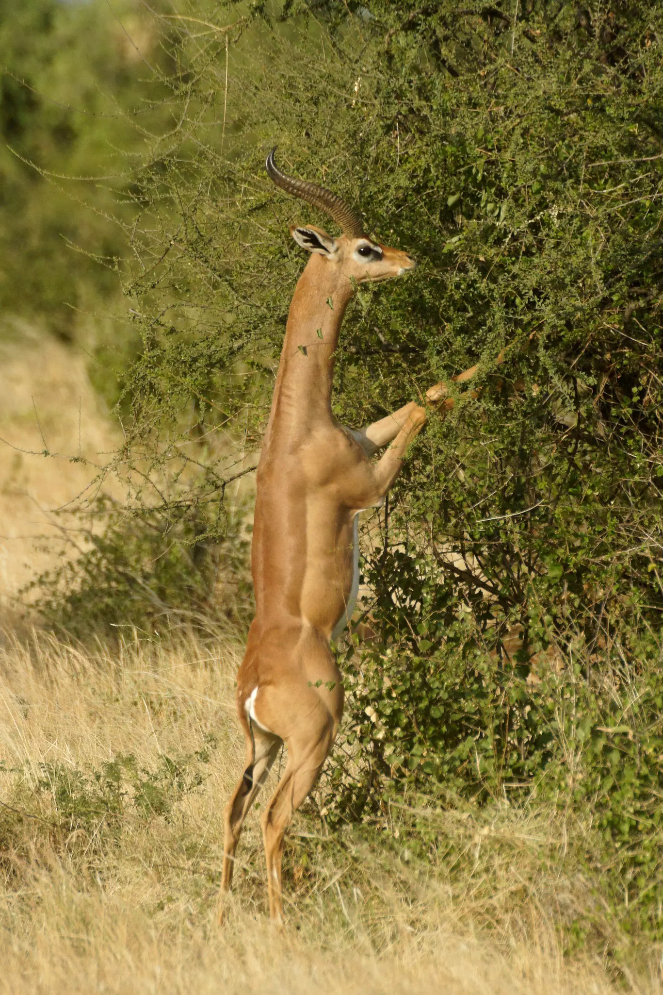 Male gerenuk standing on hind legs to browse on acacia bush, Samburu Game Reserve, Kenya.