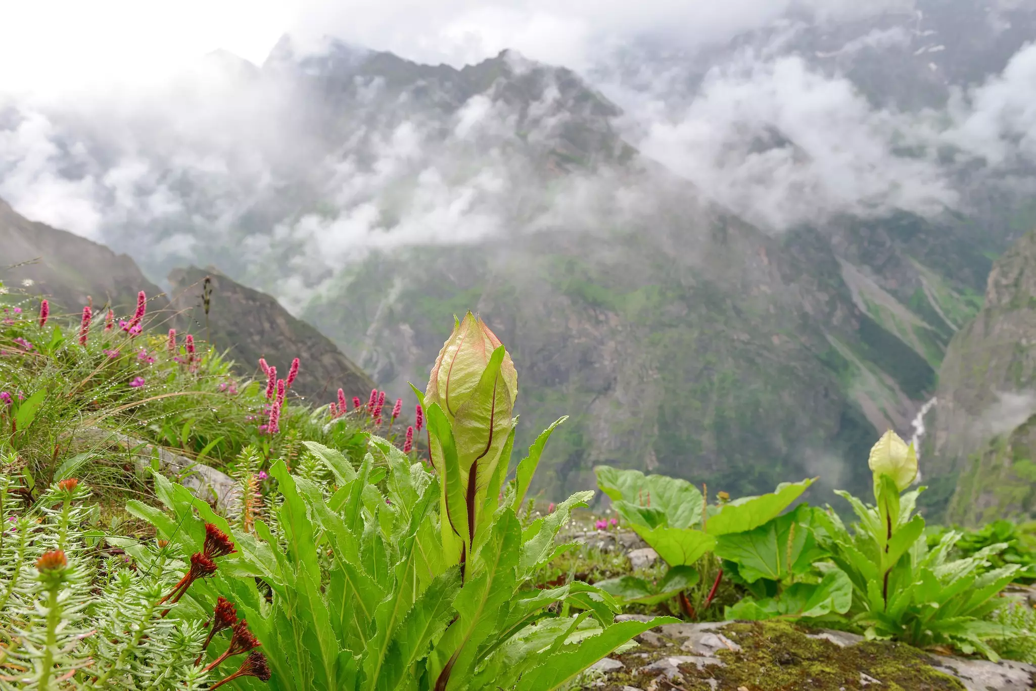 Wildflowers and mountain views in Nanda Devi National Park, Uttarakhand, India.