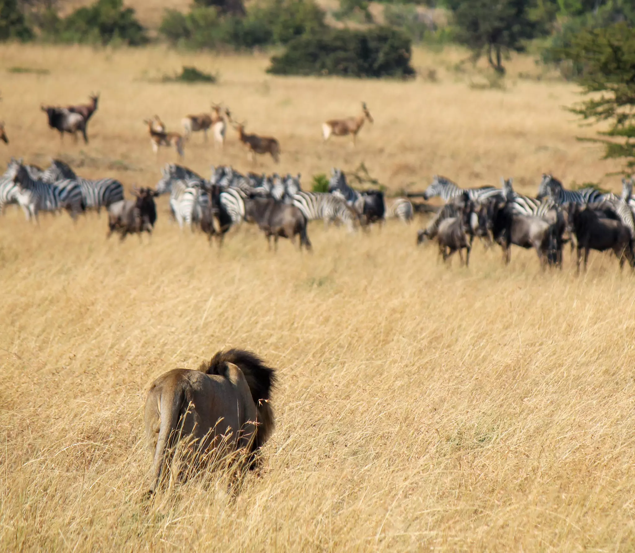 A single male lion in tall dry grass heading toward a group of zebras, wildebeests, topis and gazelles.