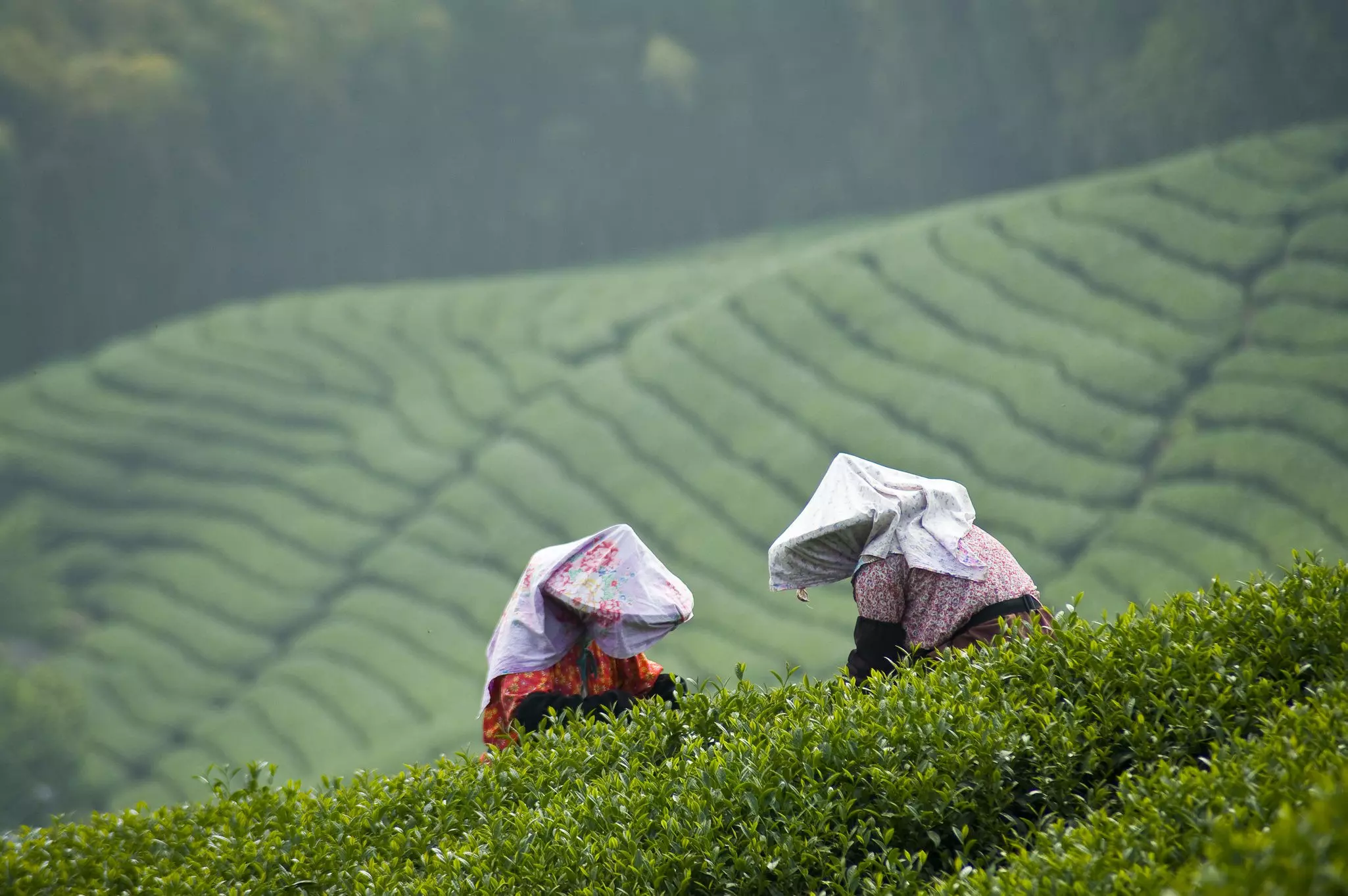 The tea plantations around Pinglin produce fine pouchong teas © shih kuang chao / Getty Images