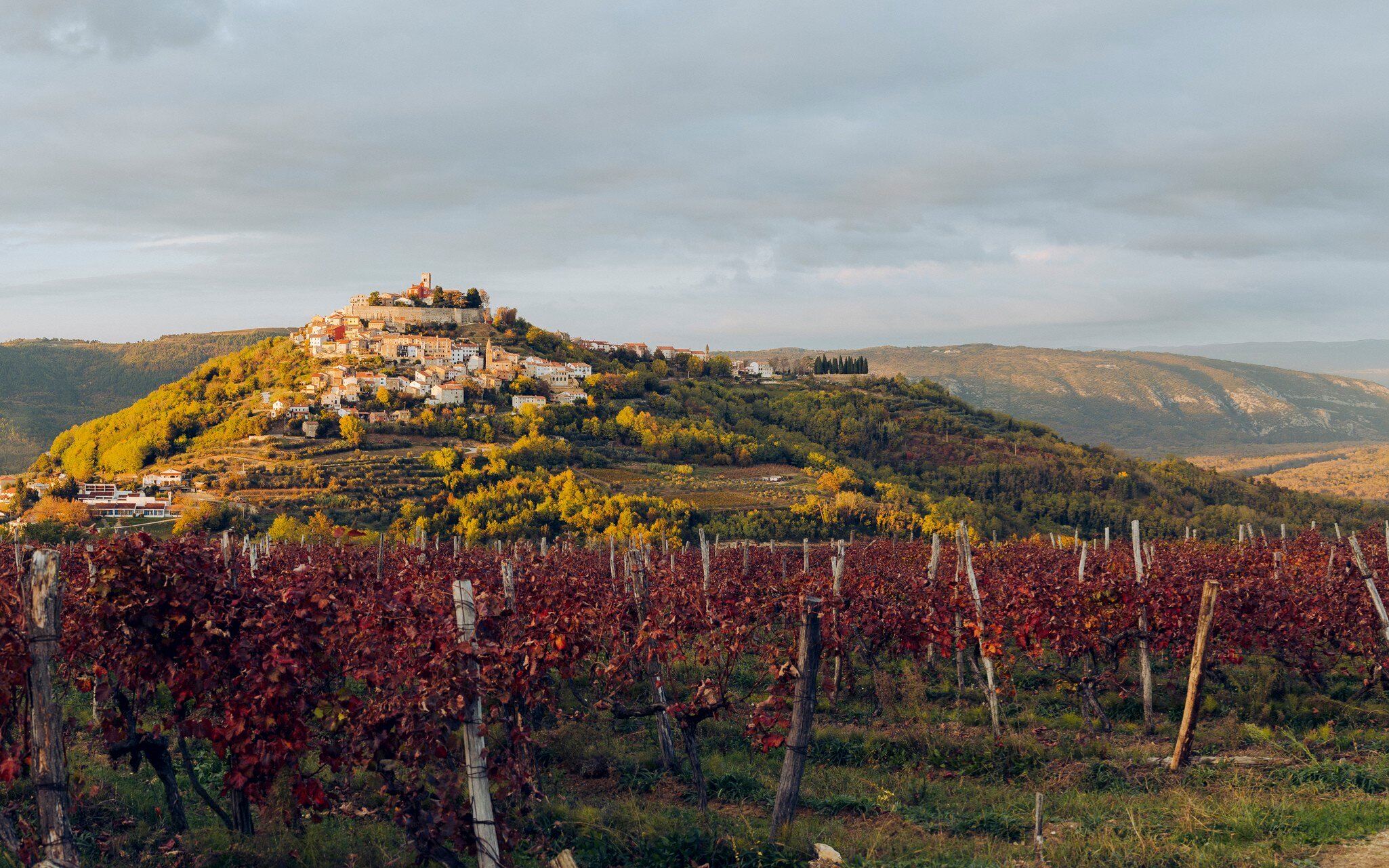 Vineyards outside Motovun in Istria. Daniel Alford/Lonely Planet
