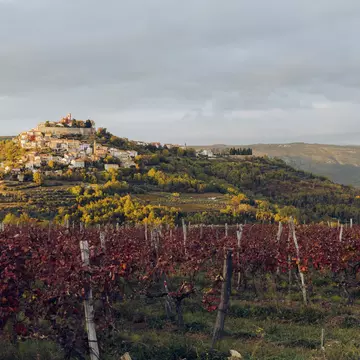 Vineyards outside Motovun in Istria. Daniel Alford/Lonely Planet