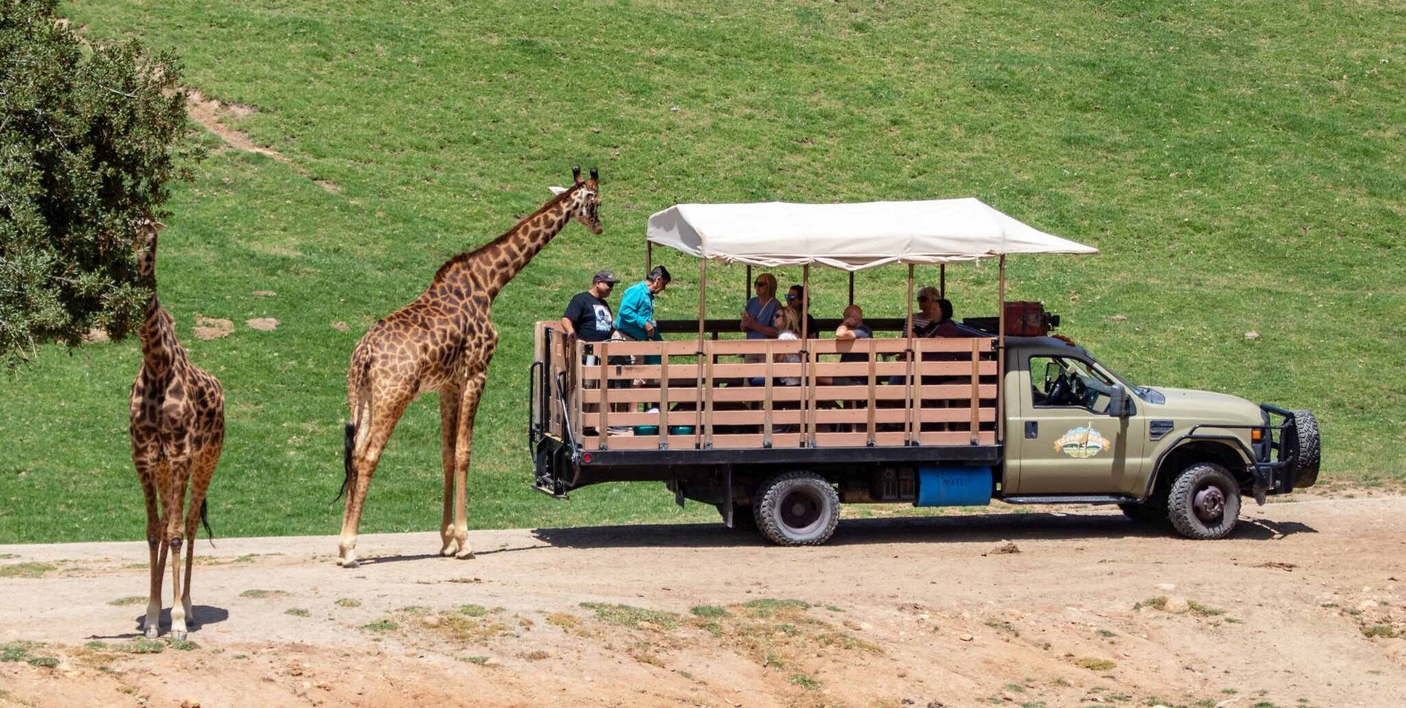 Escondido, CA / USA - 05/05/2019: Giraffes Next to a Safari Truck at the San Diego Zoo Safari Park; Shutterstock ID 1391111201; your: Bridget Brown; gl: 65050; netsuite: Online Editorial; full: POI Image Update