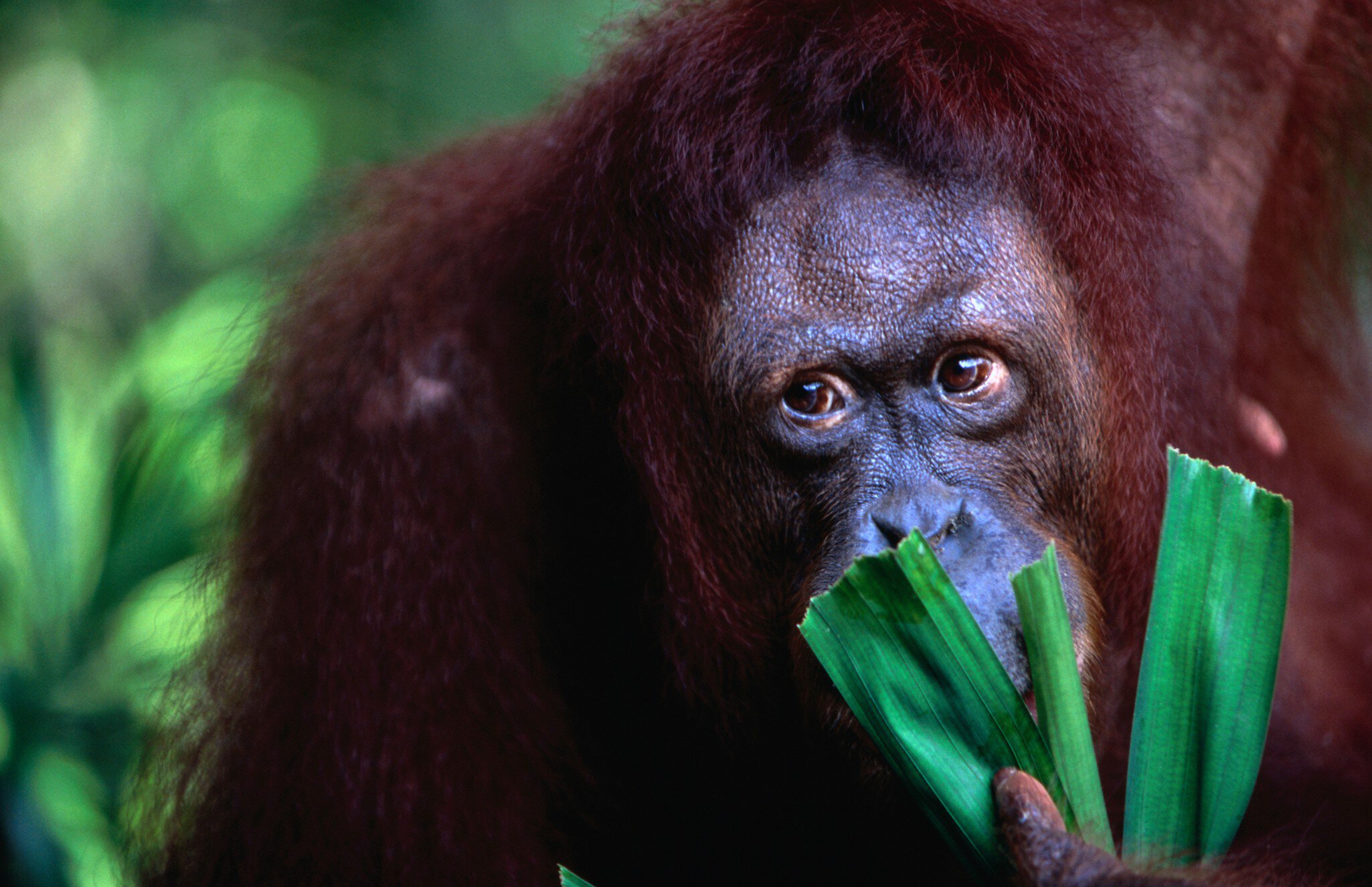 Orang-utan at Singapore Zoological Gardens.