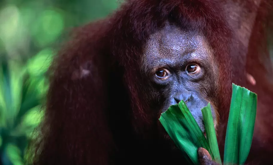 Orang-utan at Singapore Zoological Gardens.