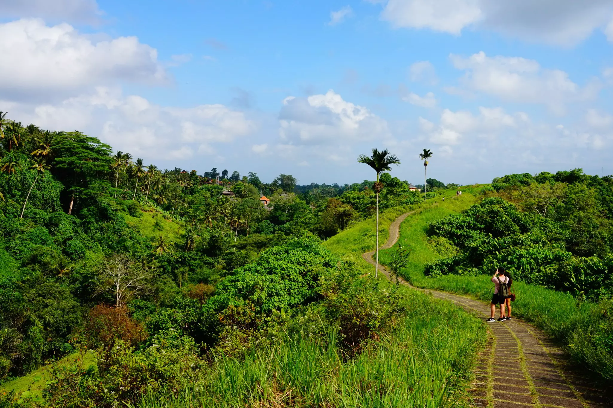 People walk along a paved trail that cuts along a forested ridge