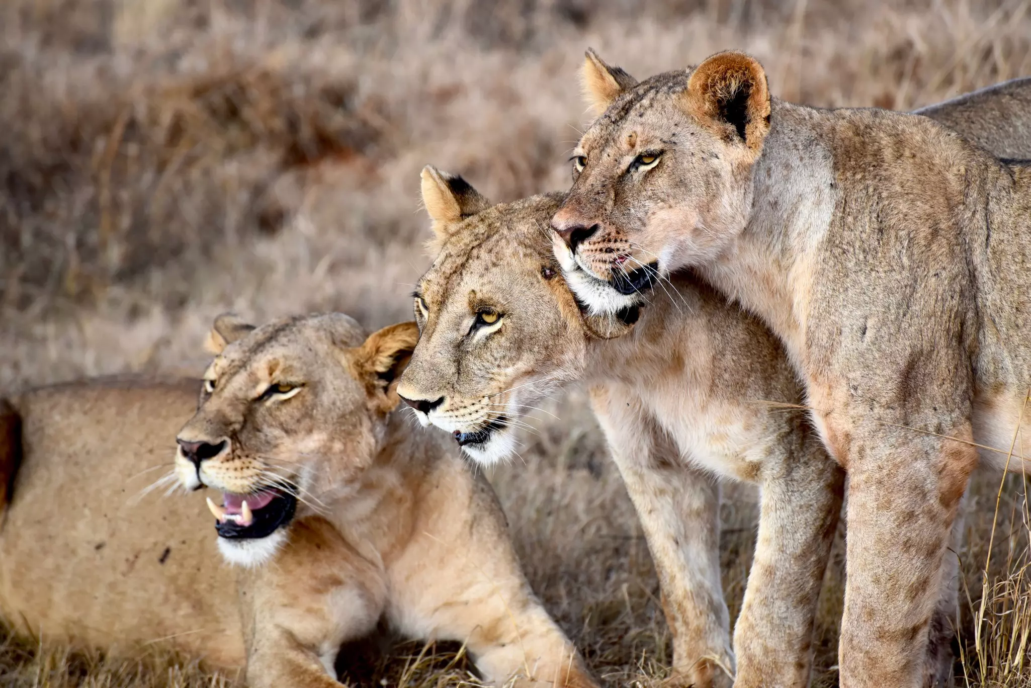 A pride of maneless lions in Tsavo East National Park in Kenya.