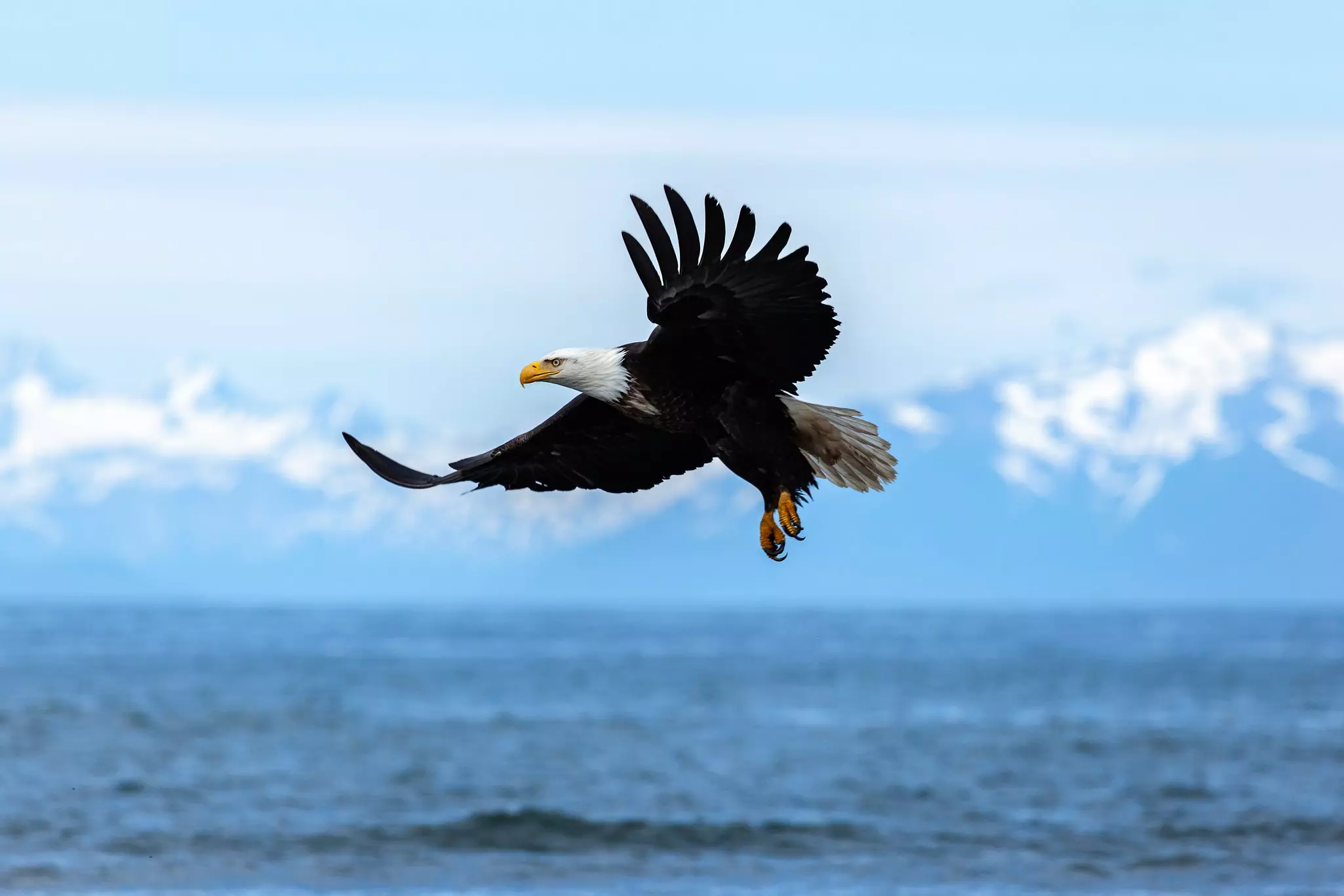 Keep an eye tuned toward the treetops and skies overhead for the majestic bald eagle, prevalent anywhere fish, especially salmon, are found © Manamana / Shutterstock
