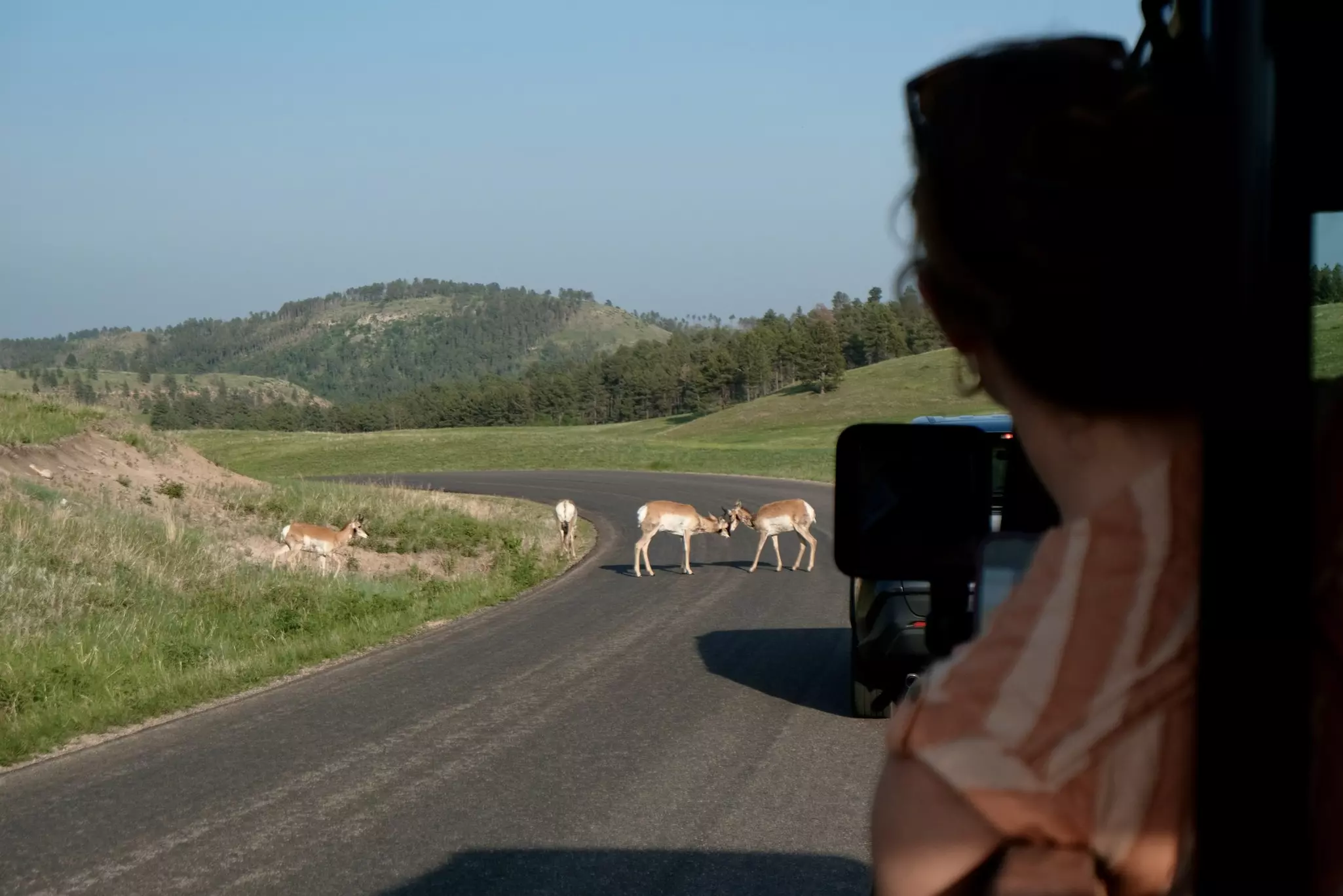 Pronghorn in Custer State Park. Ann Douglas Lott/Lonely Planet