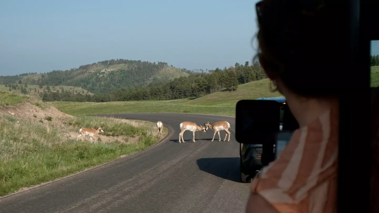 A woman leans out of a jeep while two pronghorn antelopes tussle on the road in front of her.
