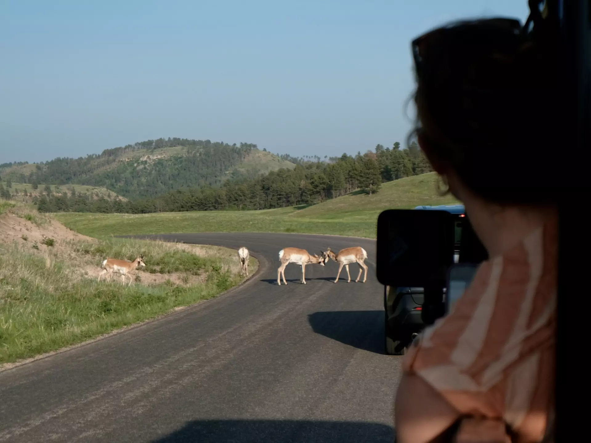 A woman leans out of a jeep while two pronghorn antelopes tussle on the road in front of her.
