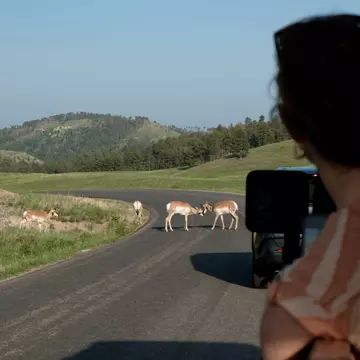 A woman leans out of a jeep while two pronghorn antelopes tussle on the road in front of her.