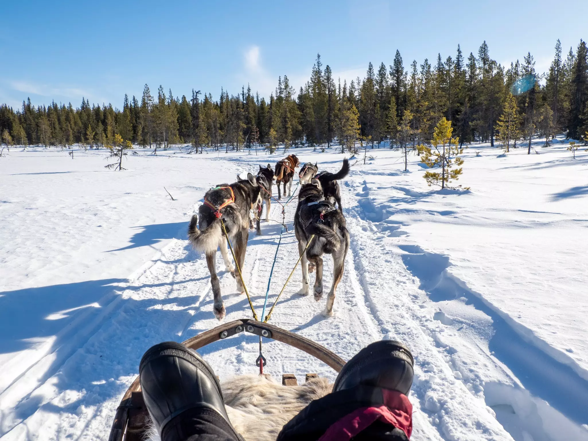 Dogs pull a sled through the snow; the perspective is from the sled's passenger, whose feet are visible in the foreground.