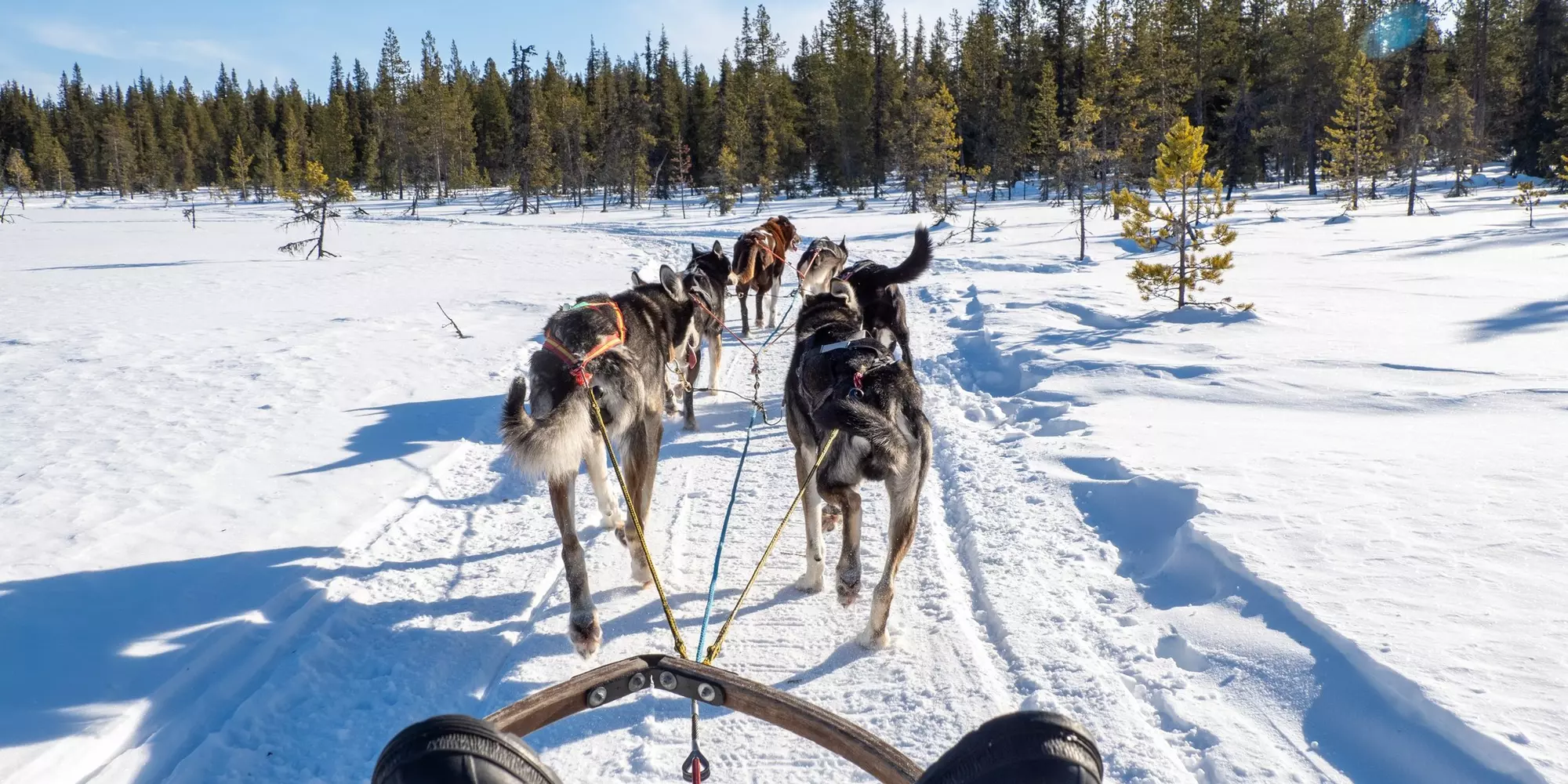 Dog sledding through the snowy forest  near the Torne River and Kiruna in northern Sweden. Arctic Circle, Swedish Lapland, Northern Europe.