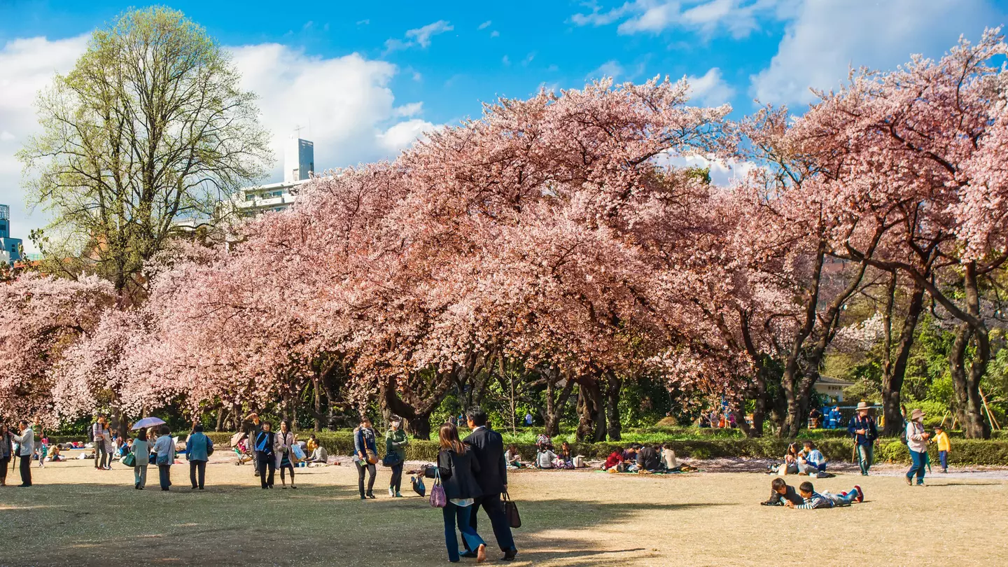 People wander around a garden with trees in bloom with pale pink cherry blossom.