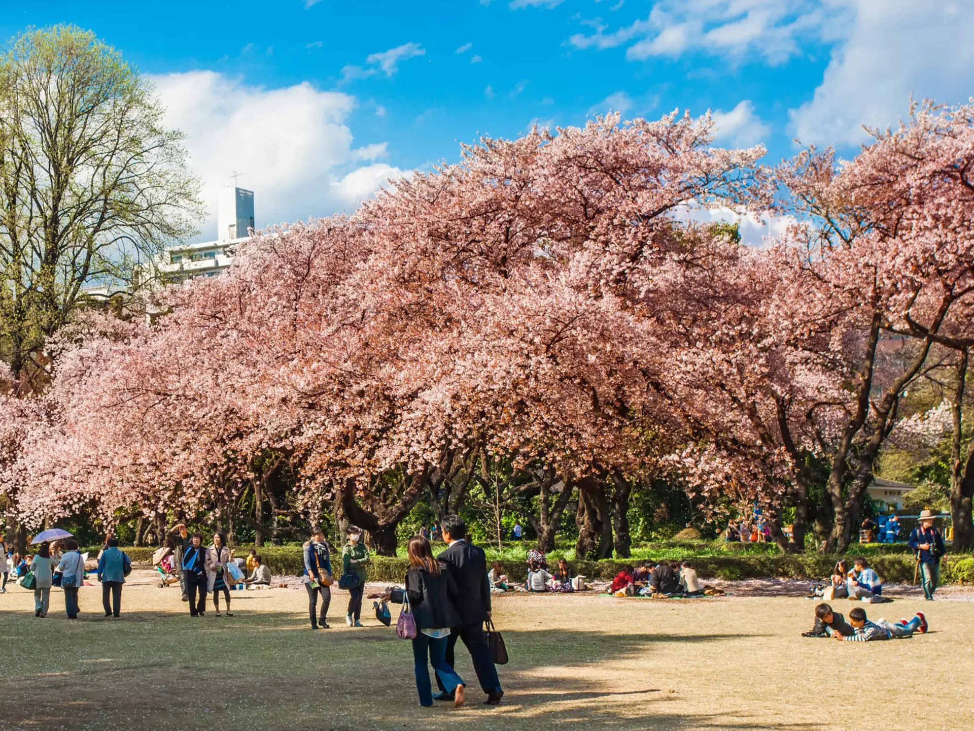 People wander around a garden with trees in bloom with pale pink cherry blossom.