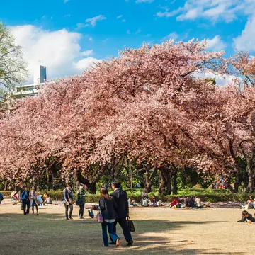 People wander around a garden with trees in bloom with pale pink cherry blossom.